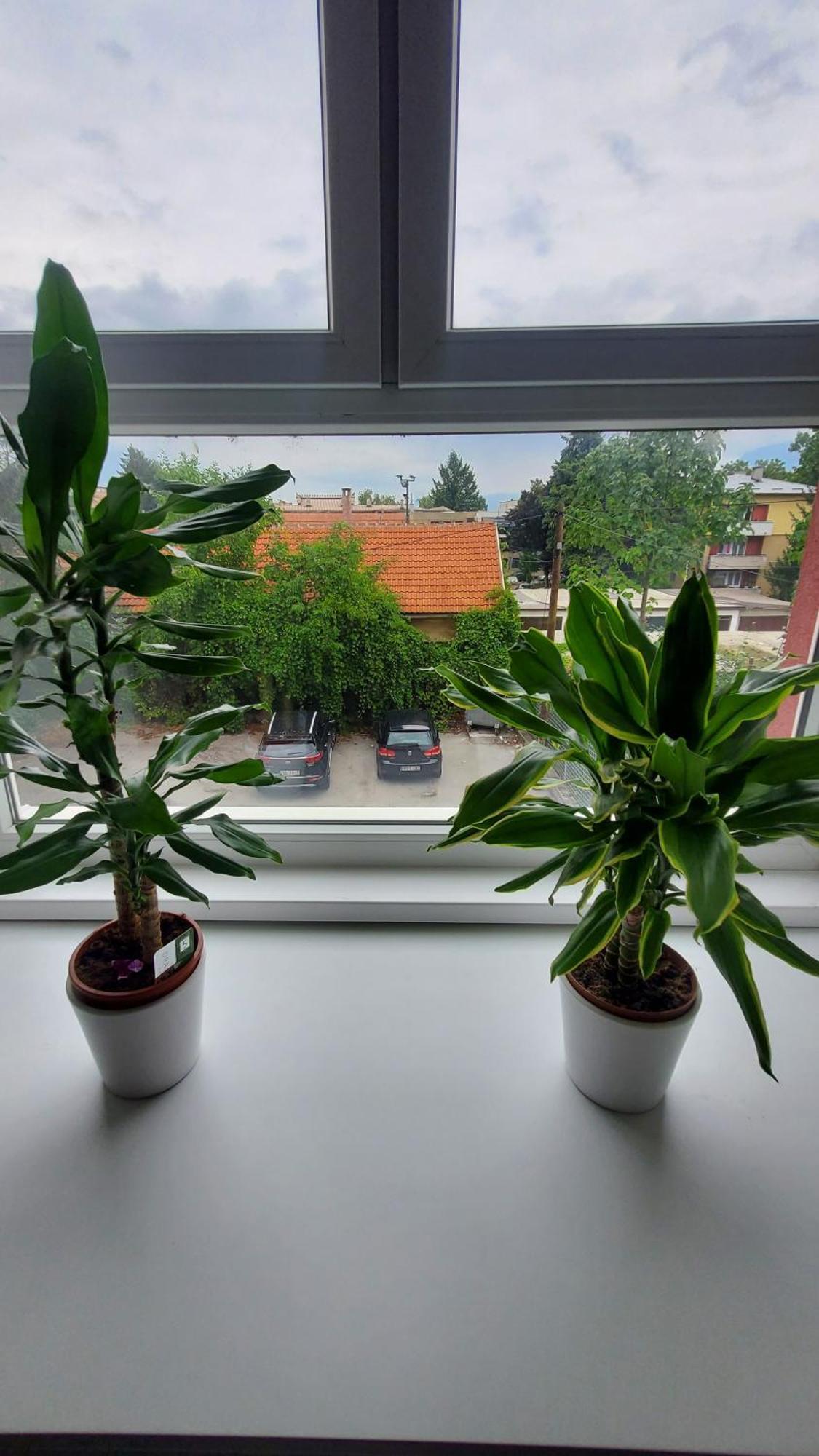 Apartmani Blue I Green ブゴイノ エクステリア 写真